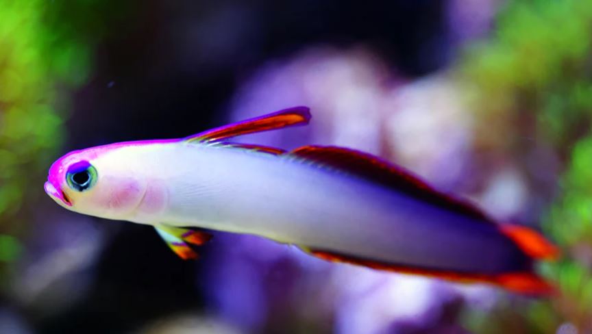 Live 4/18/24 Purple Firefish Goby - Coral's Coral Fish