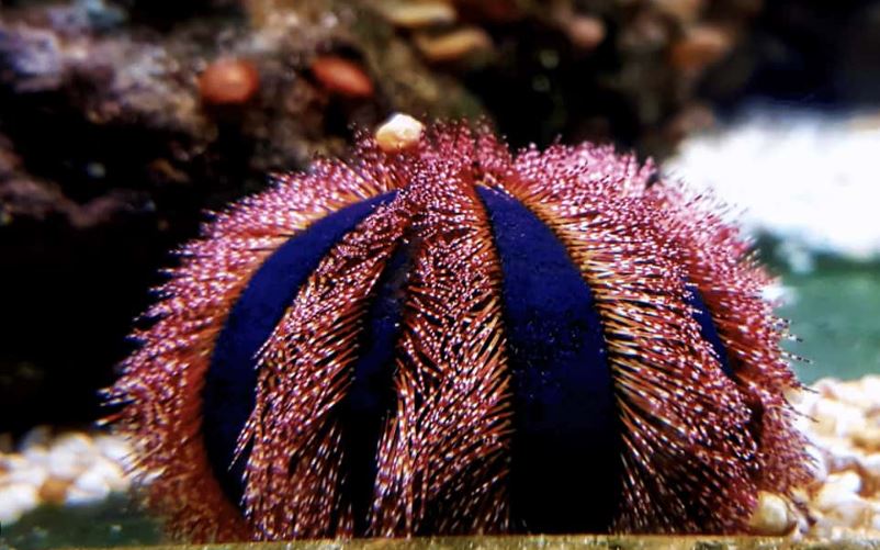 Pincushion Red Tuxedo Urchin*