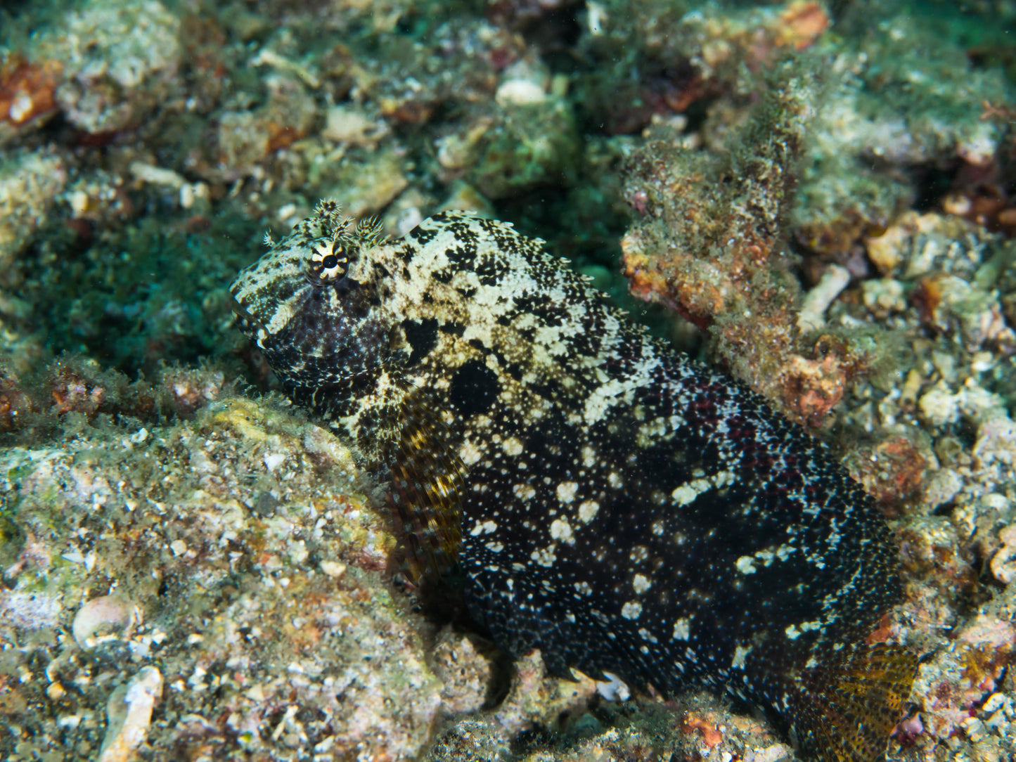 Seram Sailfin Blenny