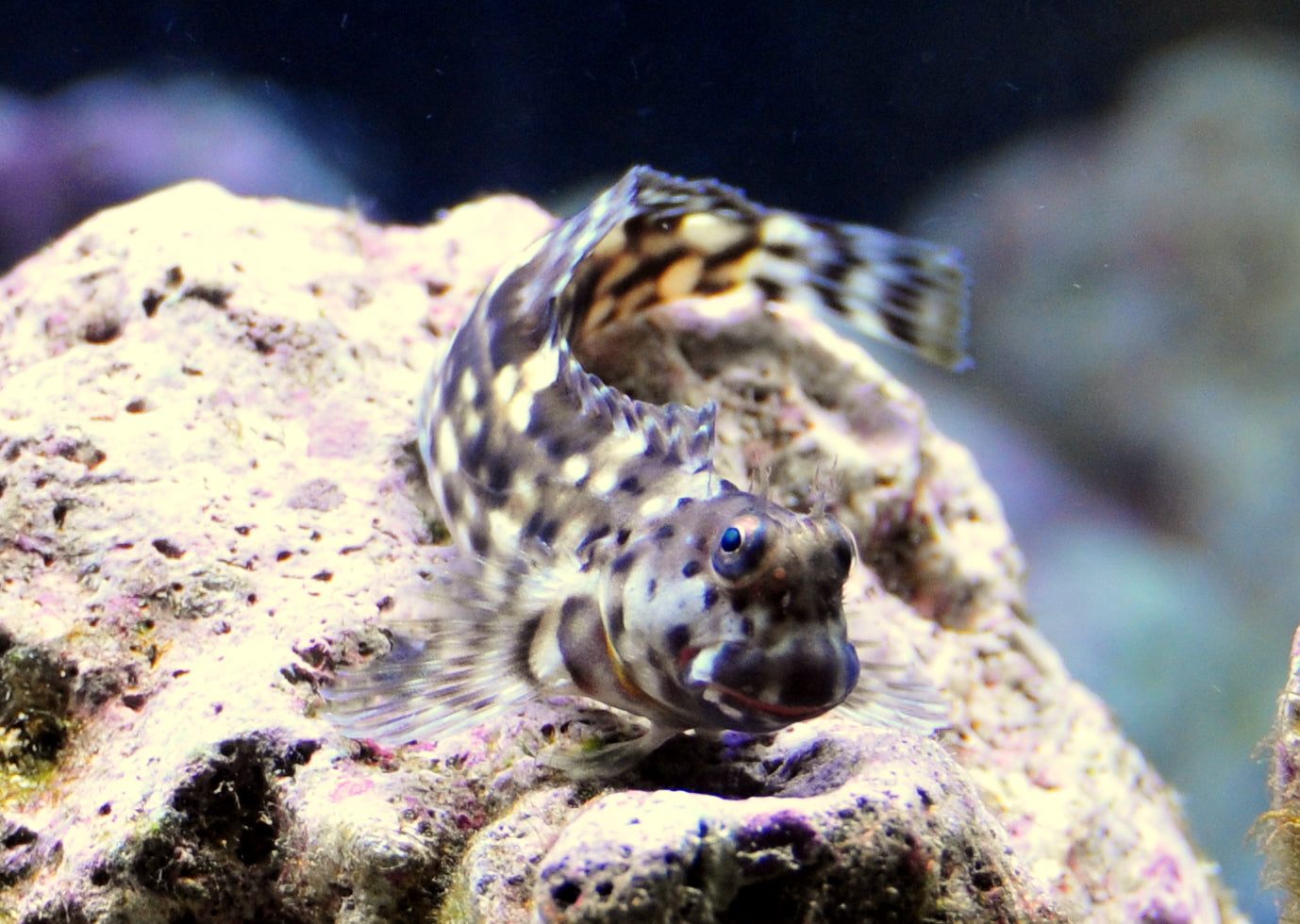 Sailfin / Algae Blenny :: South Asia