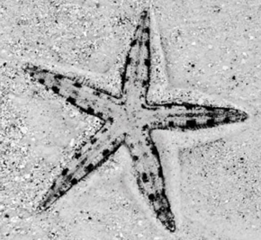 White Sand Starfish