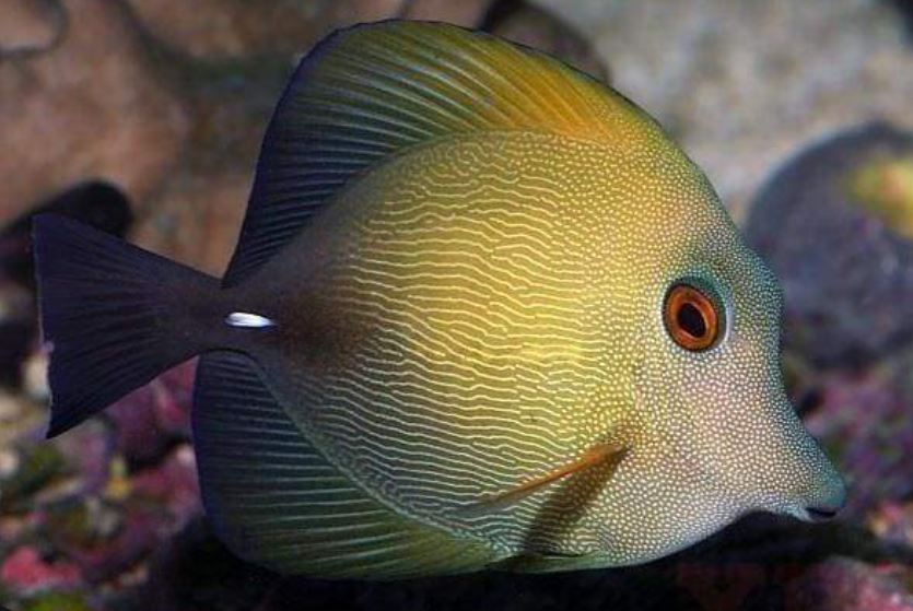 Live 6/4/26 Scopas Tang
