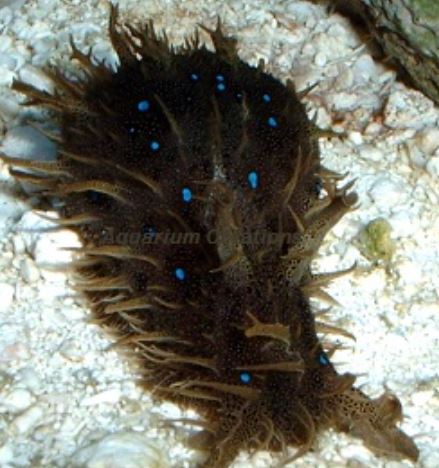 Live 6/4/26 Dolabella Sea Hare Nudibranchs