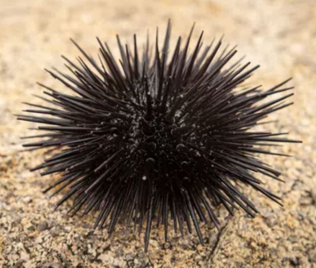 Shortspine Urchin
