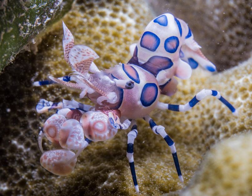 Live 6/4/26 Harlequin Shrimp