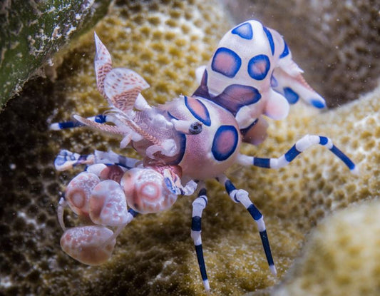 Live 7/23/26 Harlequin Shrimp