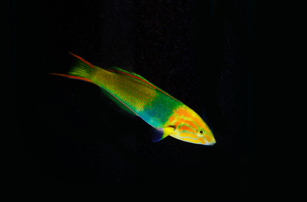 Banana Male Wrasse