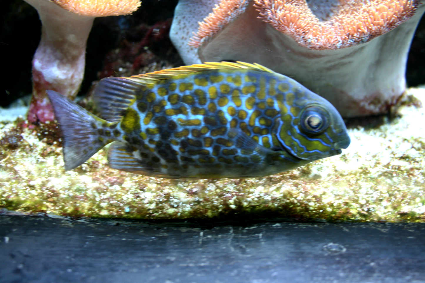 Yellow Blotch Rabbitfish MAC Certified