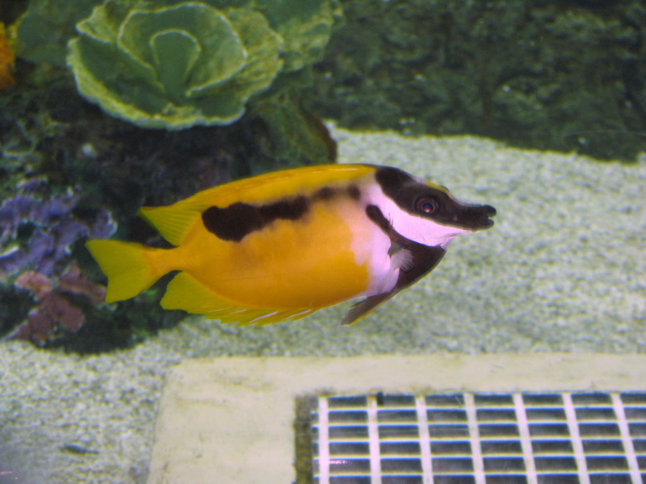 One Spot Foxface Rabbitfish