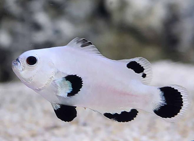 Snow Storm Clownfish
