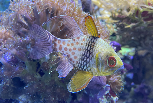 Pajama Spotted Cardinal Aquacultured