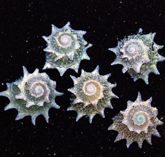 Spiny Star Snail