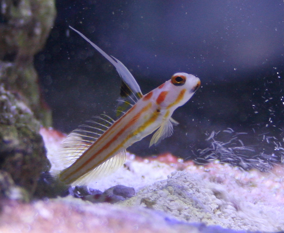 Yashia Goby Aquacultured