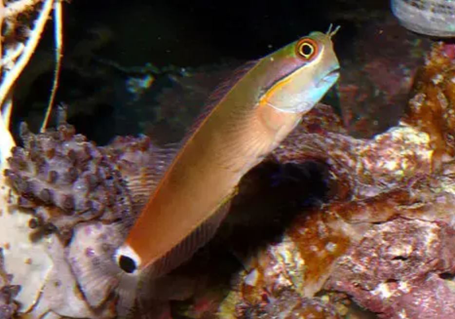 Live 6/4/26 Tailspot Blenny