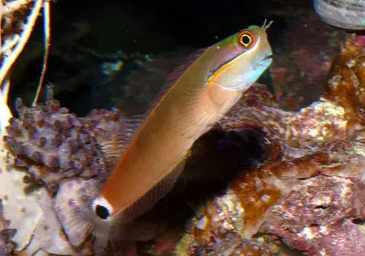 Live 7/23/26 Tailspot Blenny