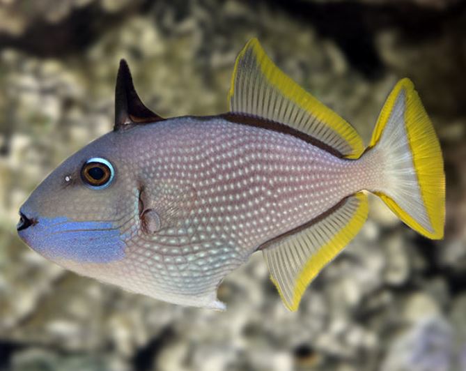Male Bluethroat Trigger Fish