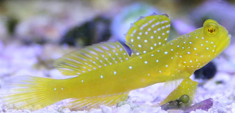 Live 6/4/26 Yellow Watchman Goby