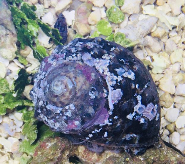 Live 6/4/26 Turbo Snail