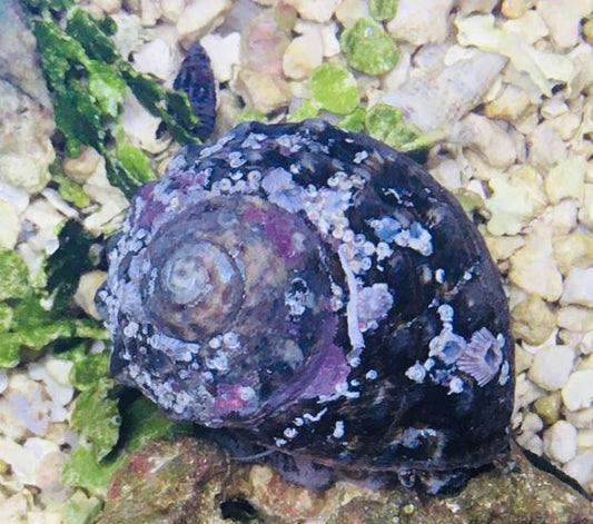 Live 7/23/26 Turbo Snail
