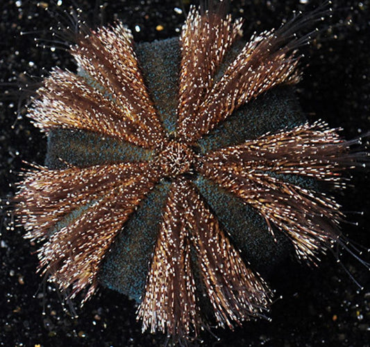 Pinchushin Blue Tuxedo Urchin