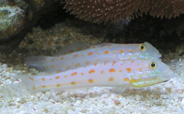 Watchman Diamond Goby