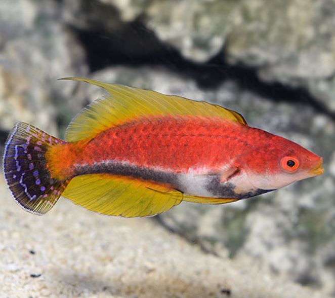 Male WhipFin Fairy Wrasse
