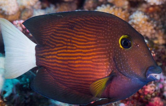 Bristletooth Whitetail Yellow-Eye Tang
