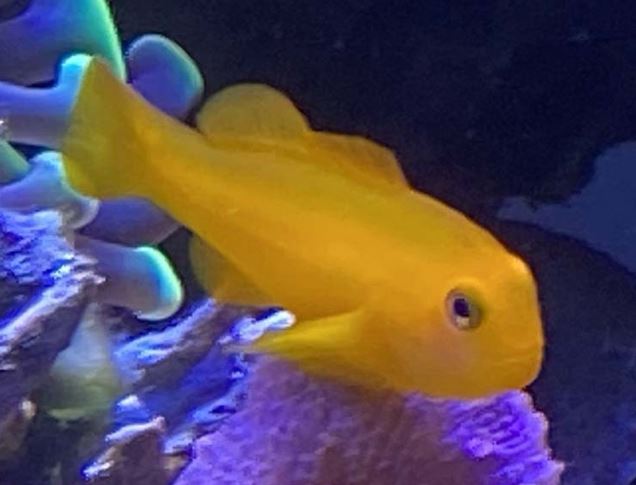 Yellow Clown Goby